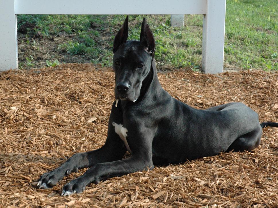 Great Dane Dog  High Resolution Stock Images wallpaper,big dog HD wallpaper,dog HD wallpaper,great dane HD wallpaper,heroic HD wallpaper,puppies HD wallpaper,scooby HD wallpaper,2048x1536 wallpaper