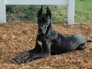 Great Dane Dog  High Resolution Stock Images wallpaper thumb