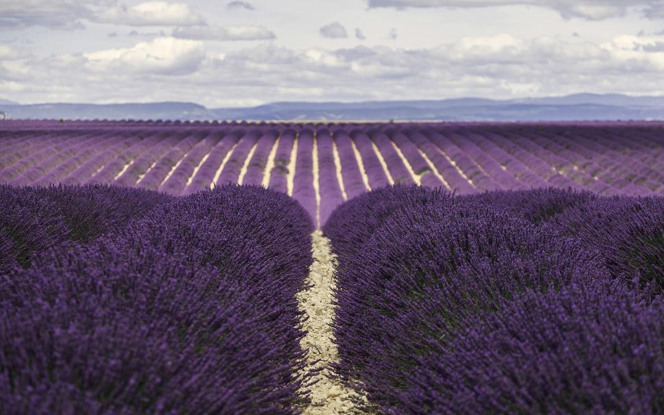 Purple Flowers HD wallpaper,nature HD wallpaper,flowers HD wallpaper,purple HD wallpaper,2560x1600 wallpaper
