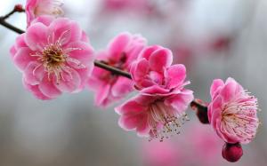 Cherry Blossoms wallpaper thumb