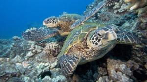 Two sea turtles wallpaper thumb