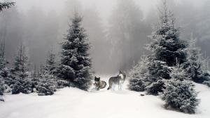 Wolves In Winter Woods wallpaper thumb