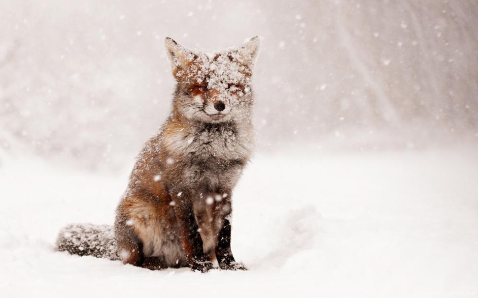 Fox in Snow wallpaper,snow HD wallpaper,2880x1800 wallpaper