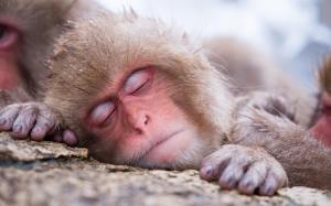 Sleeping monkey wallpaper thumb