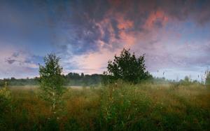 Forest, meadow, trees, birch, grass, summer, morning, clouds wallpaper thumb