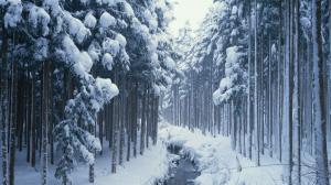 Forest Covered in Snow wallpaper thumb