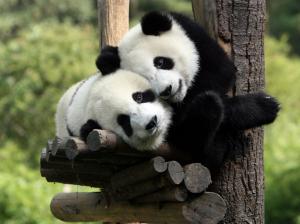 Cute Baby Panda, Animal, Lovely, Tree wallpaper thumb
