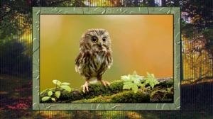 Northern Saw Whet Owl wallpaper thumb