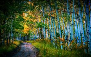 Road, birch grove, trees, autumn wallpaper thumb