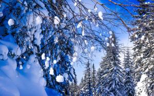 Khabarovsk territory, Russia, beautiful winter, snow, forest, trees, twigs wallpaper thumb