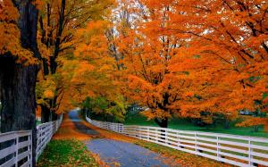 Road, trees, wood fence, autumn, grass, red leaves wallpaper thumb