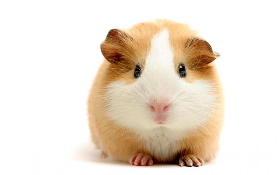 Hamster Rodent White HD wallpaper,animals HD wallpaper,white HD wallpaper,hamster HD wallpaper,rodent HD wallpaper,2560x1600 wallpaper