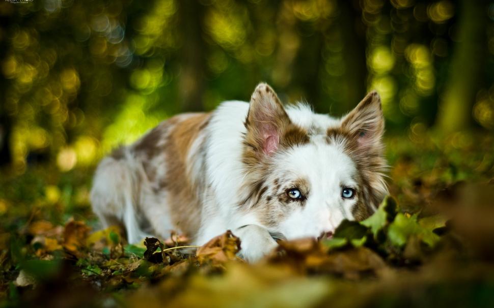 Dog rest, autumn wallpaper,Dog HD wallpaper,Rest HD wallpaper,Autumn HD wallpaper,2560x1600 wallpaper