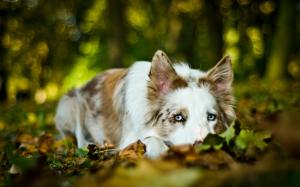 Dog rest, autumn wallpaper thumb