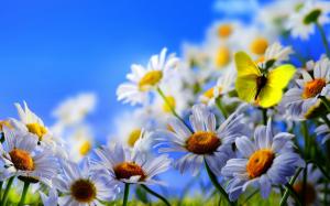 White daisy flowers, yellow butterfly, blue sky wallpaper thumb