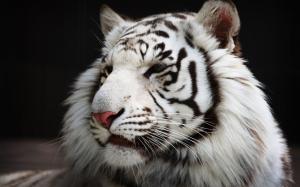White Tiger wallpaper thumb