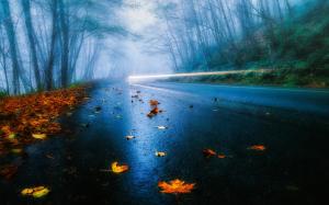 USA road, autumn, rain, fog, foliage, forest, trees, light wallpaper thumb