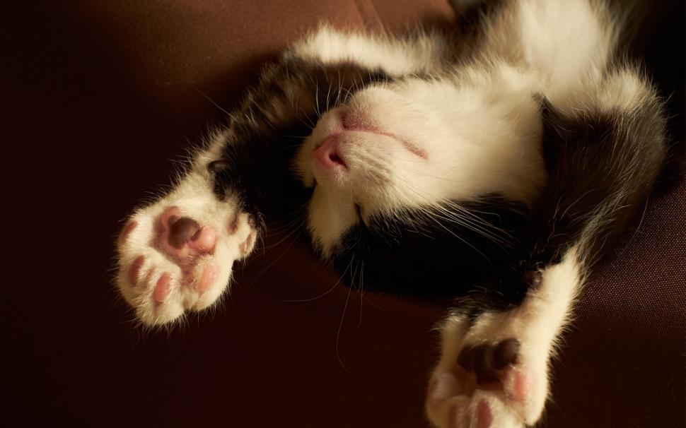Cute kitten sleeping, black and white wallpaper,Cute HD wallpaper,Kitten HD wallpaper,Sleeping HD wallpaper,Black HD wallpaper,White HD wallpaper,1920x1200 wallpaper