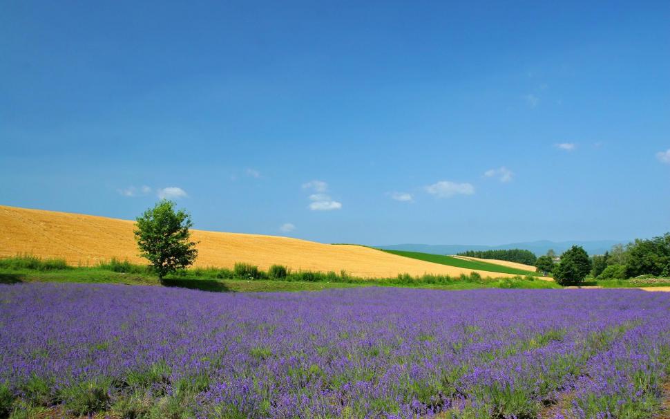 Lavender fields wallpaper,nature HD wallpaper,1920x1200 HD wallpaper,field HD wallpaper,lavender HD wallpaper,1920x1200 wallpaper