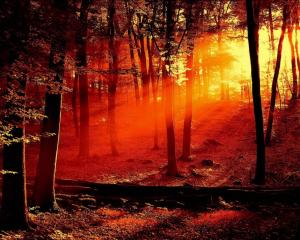 Beautifull Sunset In The Forest... wallpaper thumb