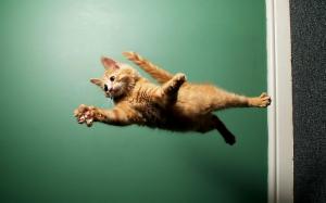 Cats Animals Fly wallpaper thumb