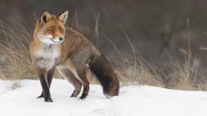 Fox in the snow wallpaper thumb