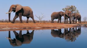 Elephants Animals HD Desktop wallpaper thumb