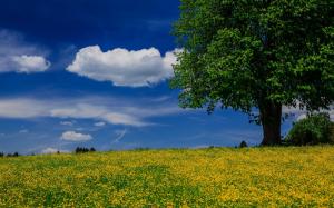 Tree, meadow, summer, blue sky, clouds wallpaper thumb