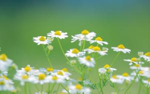 Daisies white flowers, nature summer, green background wallpaper thumb