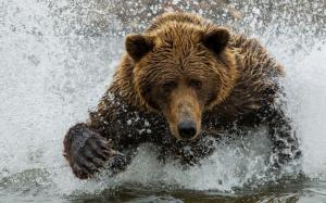 Brown bear, water, splash wallpaper thumb