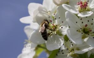 Bee on a pear blossom wallpaper thumb