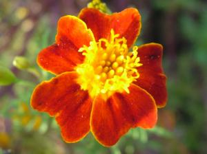 Velvety Orange Flower wallpaper thumb