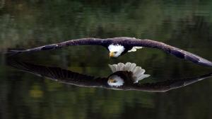 Bird, eagle wallpaper thumb