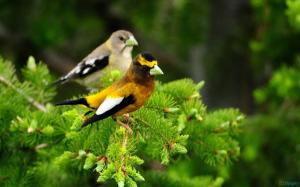 Two Pretty Birds On A Green Spruce wallpaper thumb