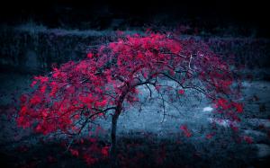 Autumn lonely tree, red leaves, dusk wallpaper thumb