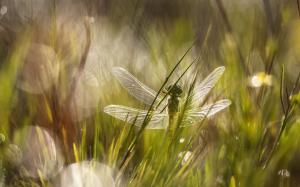 Dragonfly in the Grass wallpaper thumb