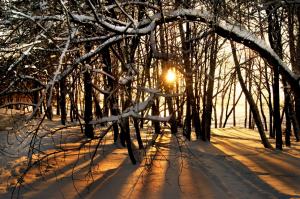Woods, Snow, Sunlight, Trees, Winter wallpaper thumb