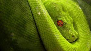 Green Snake  1080p wallpaper thumb