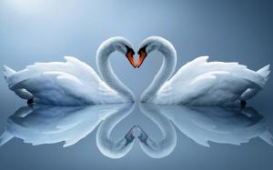 White Swan couple, love heart-shaped, reflection wallpaper thumb