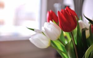 Flowers Tulips Red White wallpaper thumb