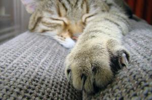 Cat, macro, claw wallpaper thumb