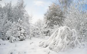 Winter Snow Trees Forest Background Pictures wallpaper thumb