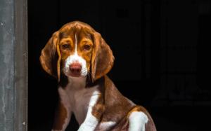 Hound dog, big ears, eyes wallpaper thumb
