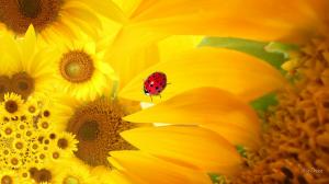 Sunflower Ladybug wallpaper thumb