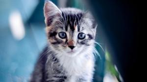 Kitten With Blue Eyes wallpaper thumb