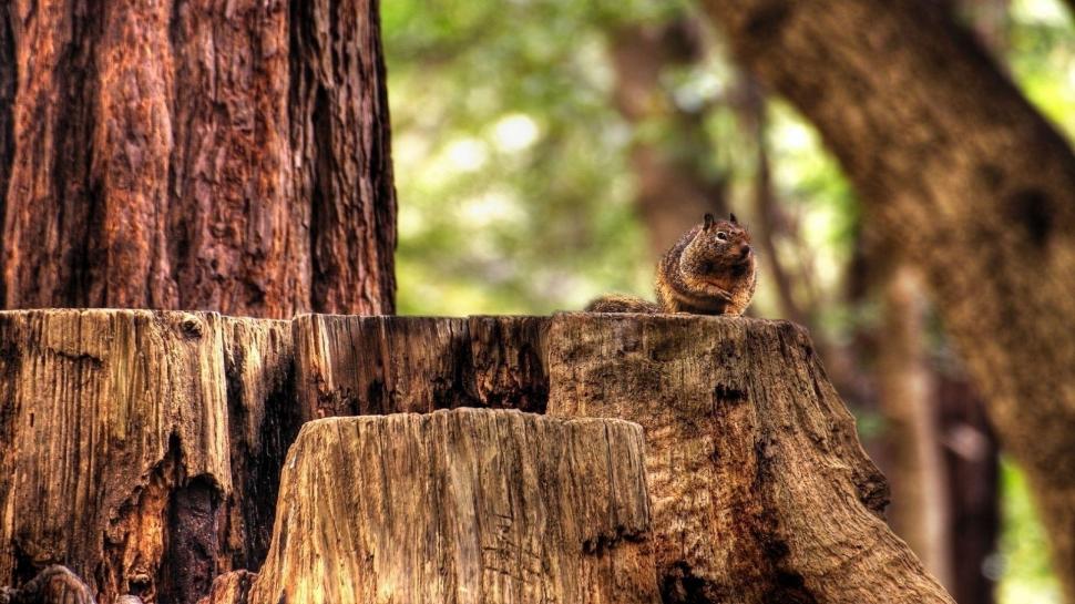 Nature, Trees, Animals, Squirrel, Wood, Depth Of Field, Forest wallpaper,nature HD wallpaper,trees HD wallpaper,animals HD wallpaper,squirrel HD wallpaper,wood HD wallpaper,depth of field HD wallpaper,forest HD wallpaper,1920x1080 wallpaper