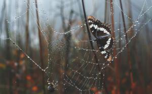Animals, Butterfly, Spiderwebs, Water Drops, Spider wallpaper thumb