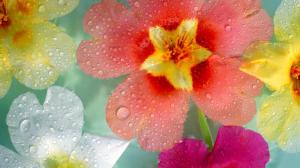 Flowers Macro Water Drops HD wallpaper thumb