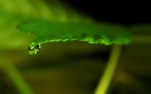 Leaf Green Water Drop HD wallpaper thumb