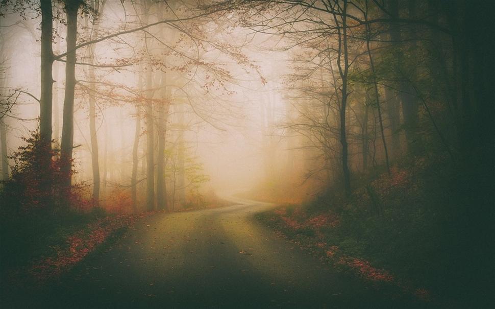Forest, Mist, Foggy, Nature, Road wallpaper,forest wallpaper,mist wallpaper,foggy wallpaper,nature wallpaper,road wallpaper,1230x768 wallpaper,1230x768 wallpaper